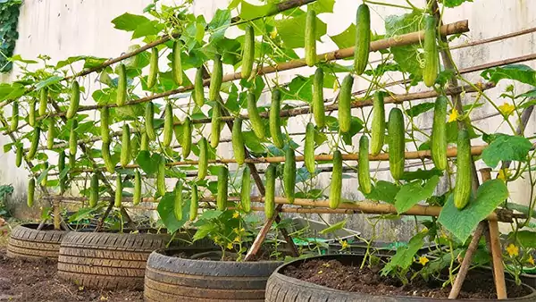 Cucumbers on trellis