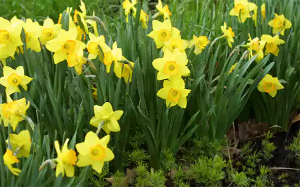 Daffodils