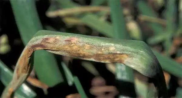 Downy Mildew