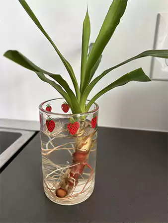 Dracaena