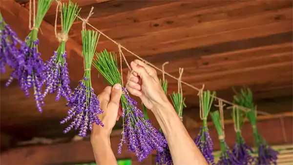 Drying English Lavender
