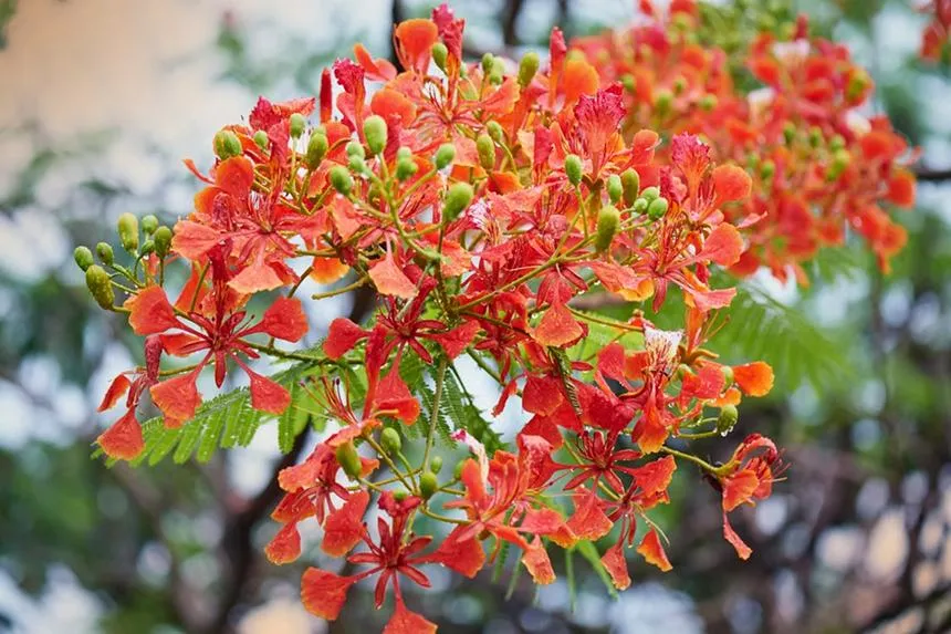 Dwarf Poinciana