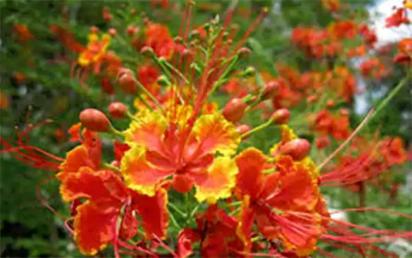 Dwarf Poinciana