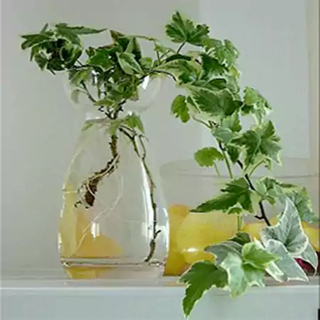 English Ivy
