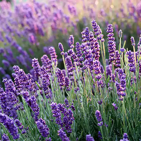 English Lavender Hidcote