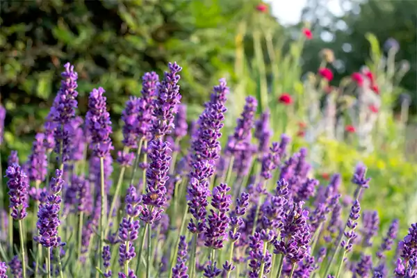 English Lavender