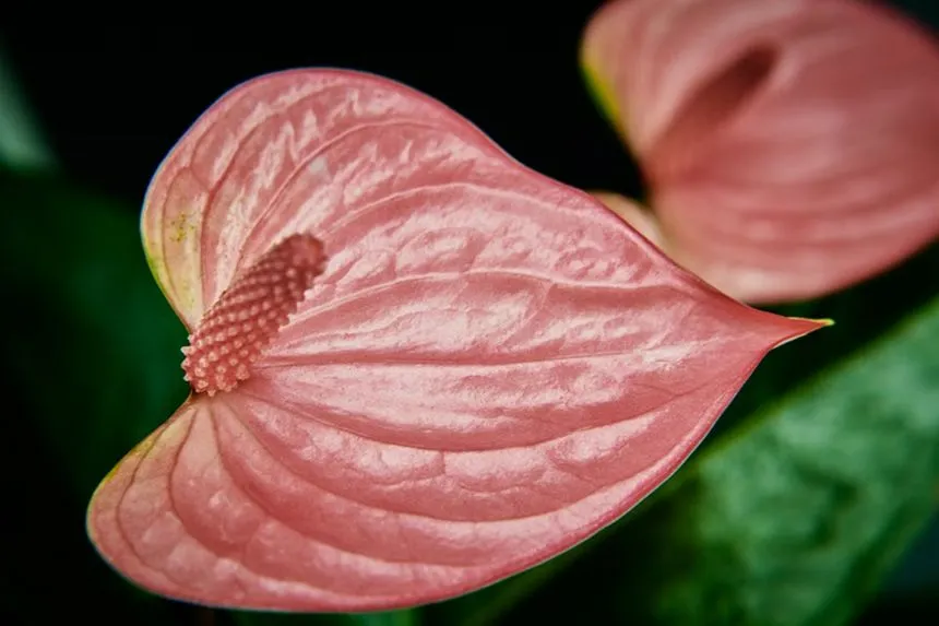 Flamingo Lily