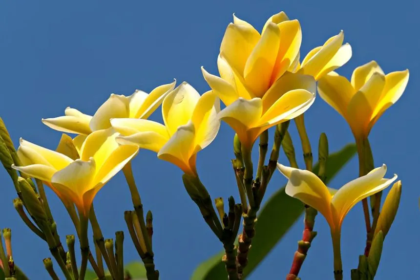 Frangipani