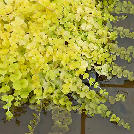 Golden Creeping Jenny