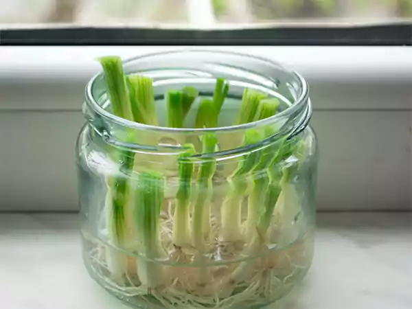 Green Onions Planted in Water