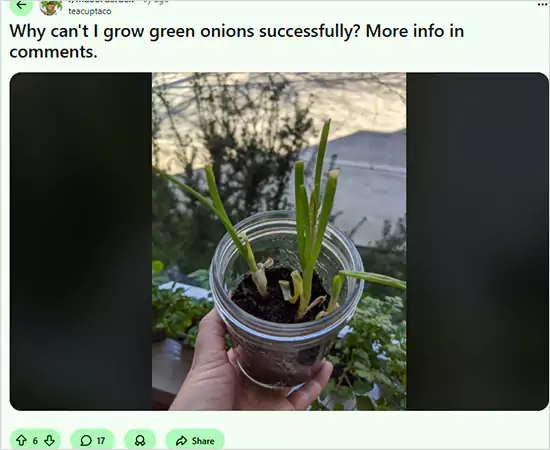 Growing Green Onion successfully Reddit Query