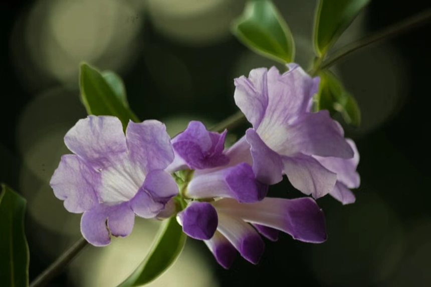 Haha Flowers