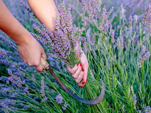Harvesting English Lavender