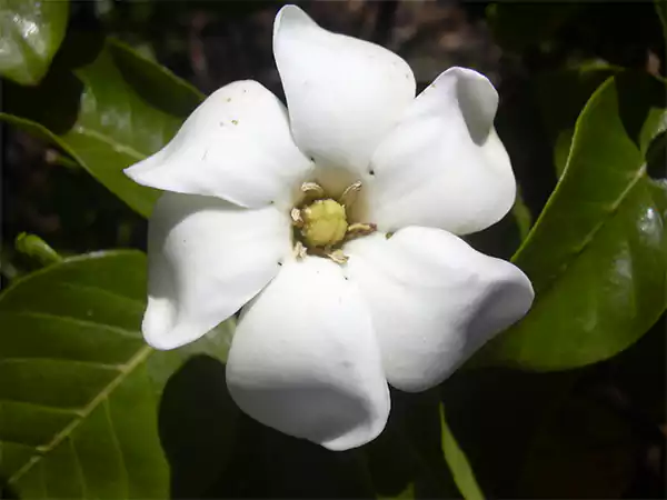 Hawaiian Gardenia