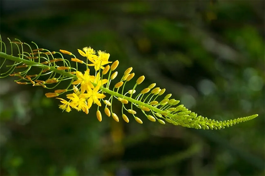 Hawaiian Iliauu
