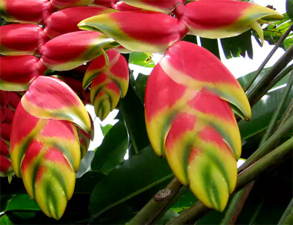 Heliconia