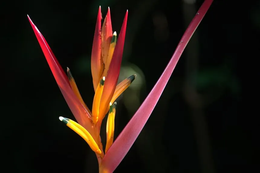 Heliconiaa