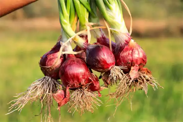 How to Grow Onions