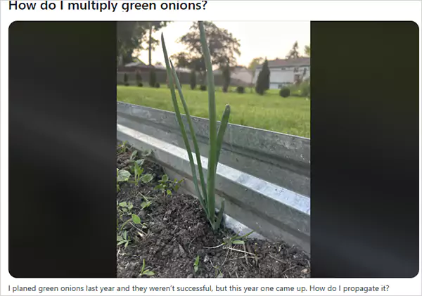 How to multiply Green Onions Reddit Query