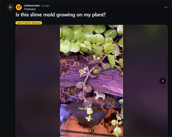 Is this slime mould growing on my plant Reddit query