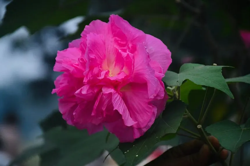 Linden Leaf Rosemallow