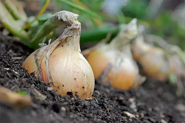 Onion Growing
