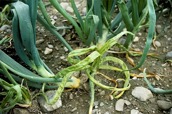 Onion Yellow Dwarf Virus
