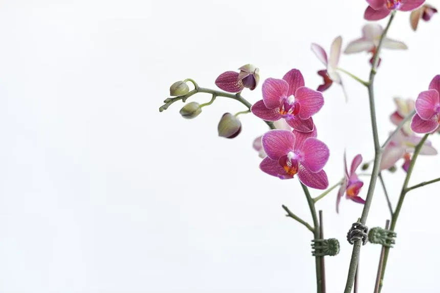 Orchids