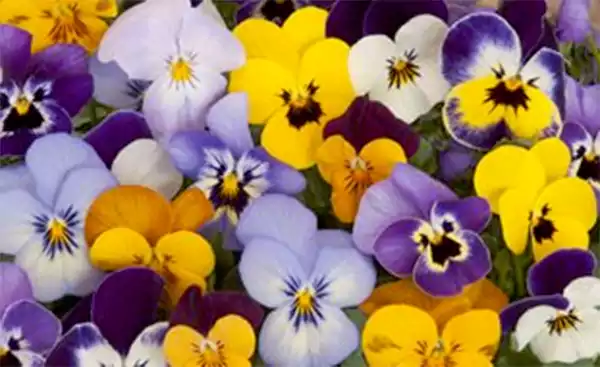Pansy