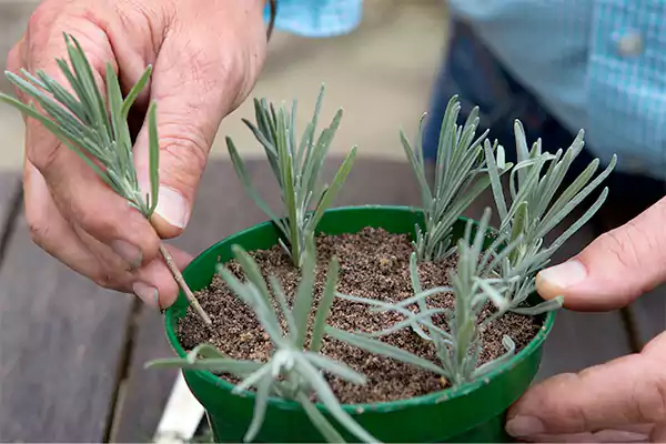 Propagating English Lavender