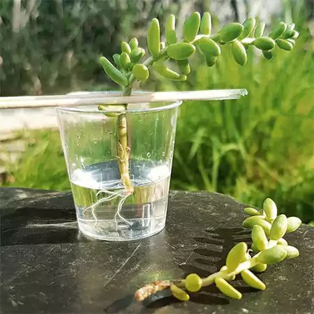 Propagating succulents in water