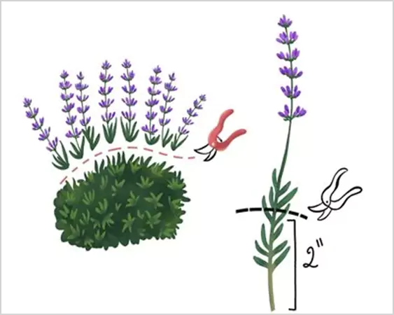 Pruning English Lavender