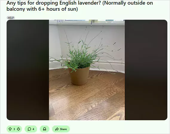 Queries About English Lavenderr