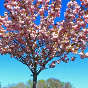 Buy Red Haven Peach Tree for Sale: Limited Stocks Available