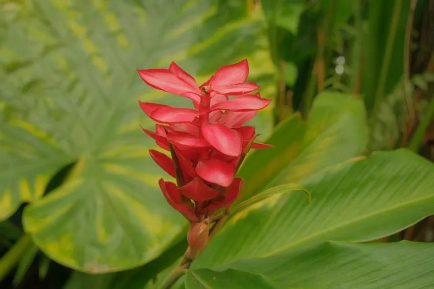 Red ginger flower