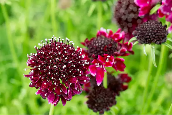 Scabiosa Flower