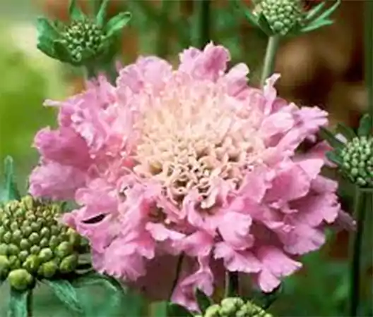 Scabiosa Pink Mist
