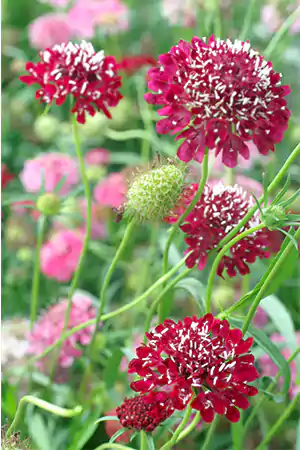 Scabiosa atropurpurea