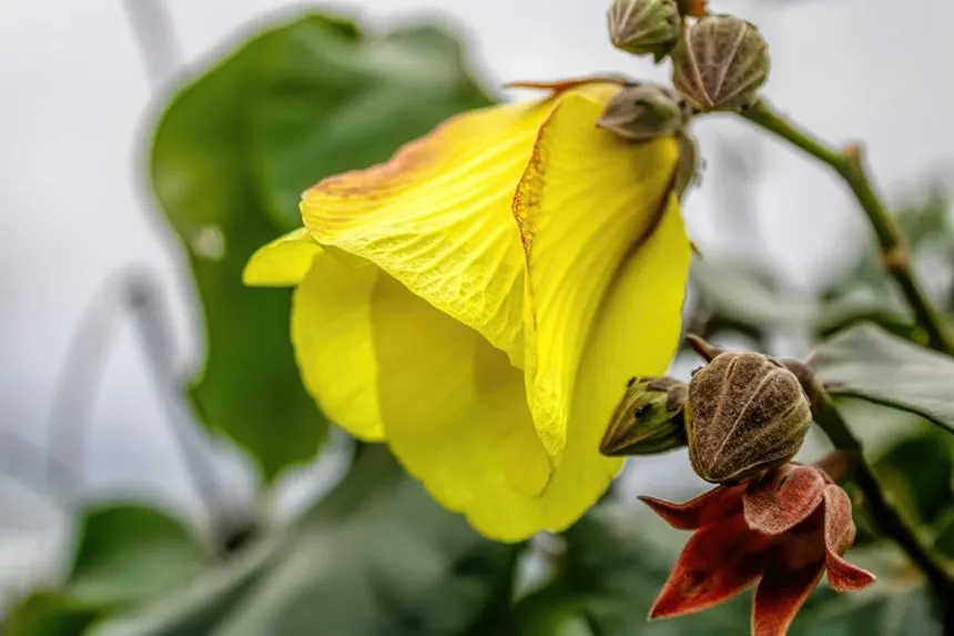 Sea hibiscus