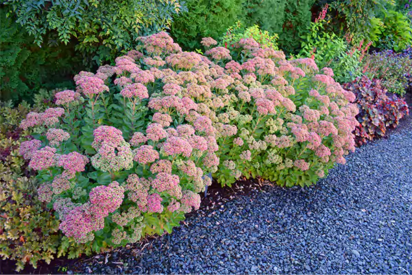 Sedum plant