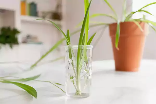 Spider plant