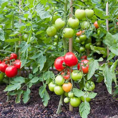 Tomato Plant