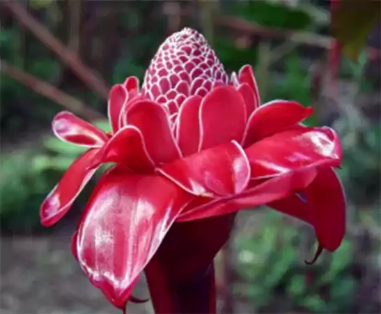 Torch Ginger