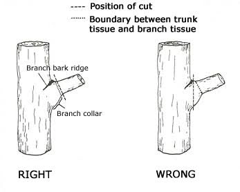 Tree pruning