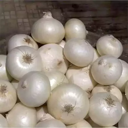White Onion
