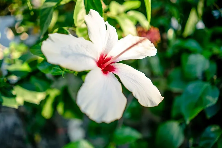 White hibiscus