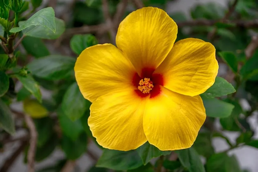 Yellow hibiscus