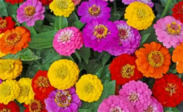 Zinnia