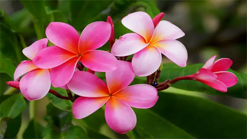 d-Hawaiian Flowers