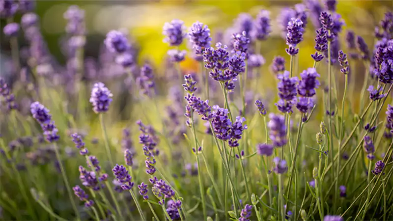 d-How to Grow English Lavender